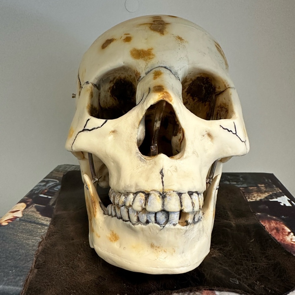 HUMAN SKULL